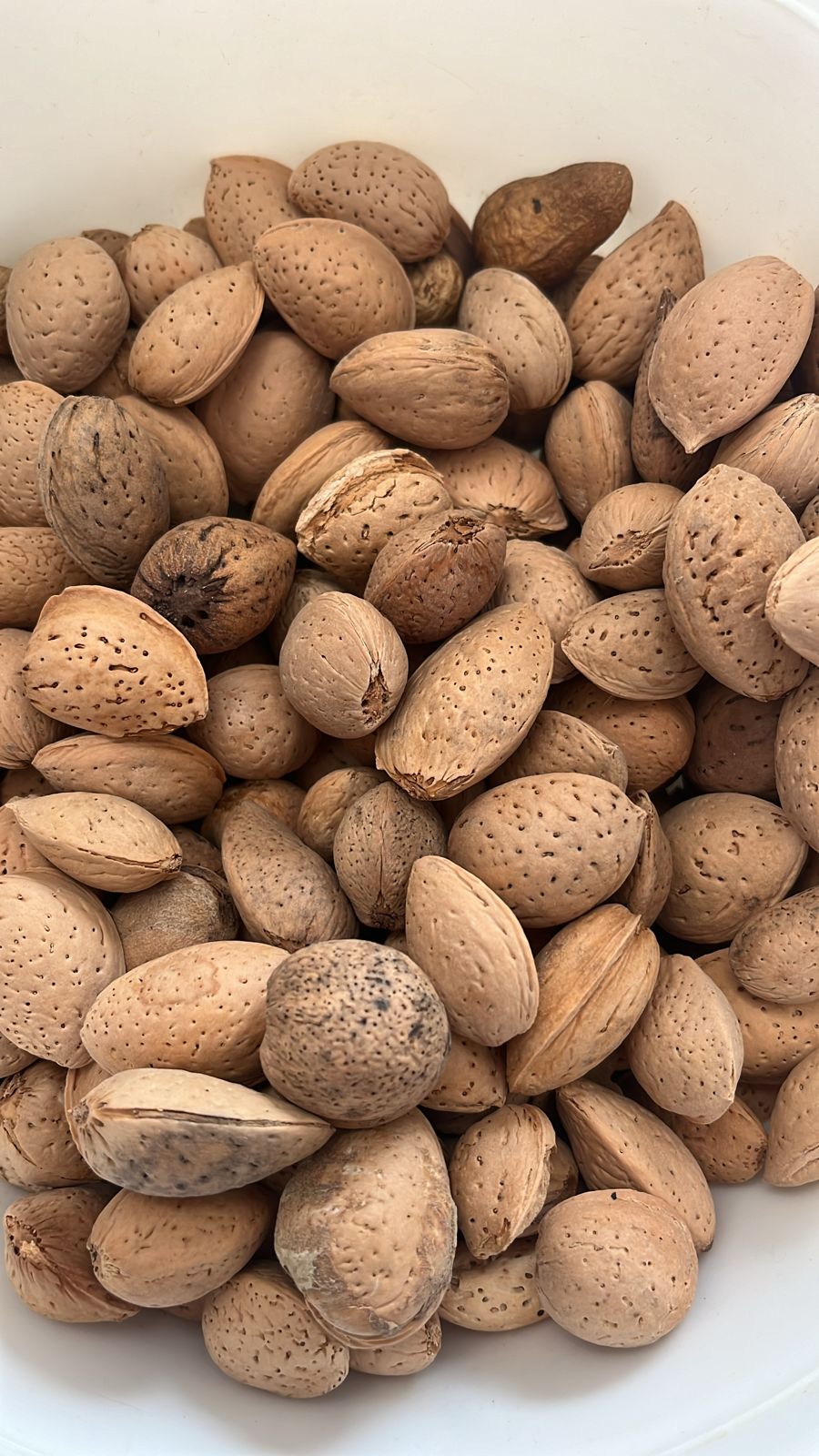 JB - Almonds With Shells - Hard Shells - B Quality