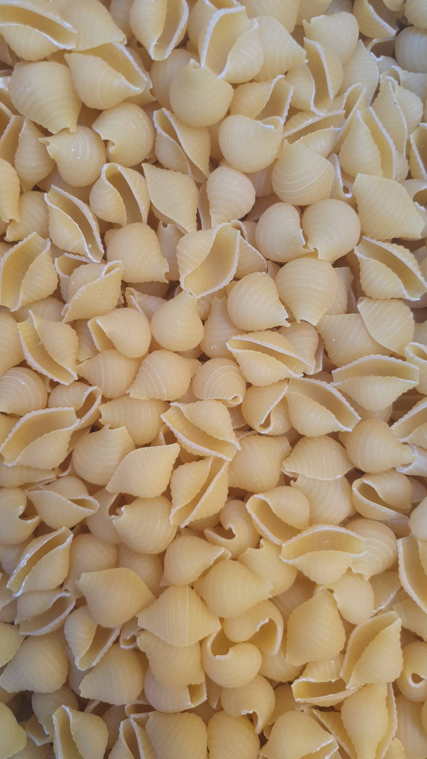 JB - Pasta - Shells - Macaroni - پاستا