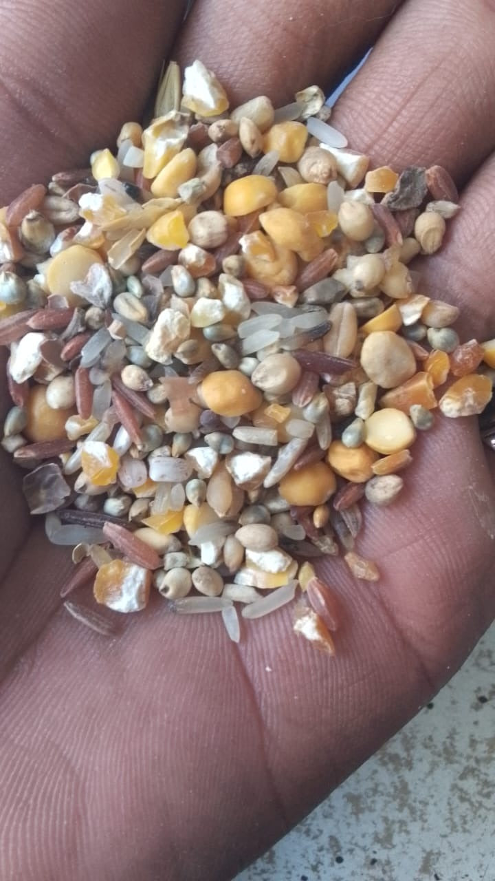 JB - Mixed (Sweep) Bajra - Pearl Millet Mixed Variety for Bird Feeding - 50 KG - باجرہ